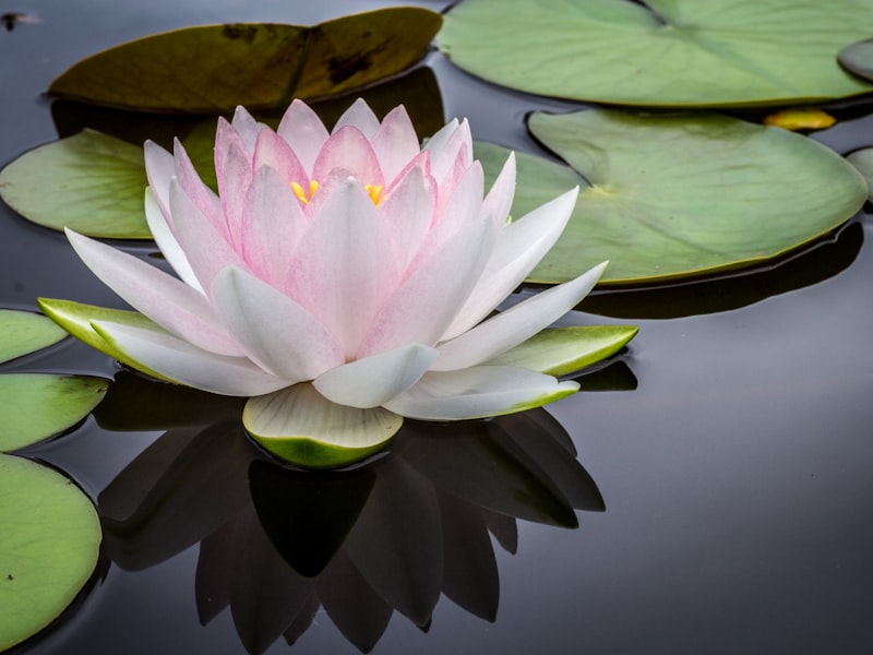 Friedlicher Lotusteich im Tempelgarten