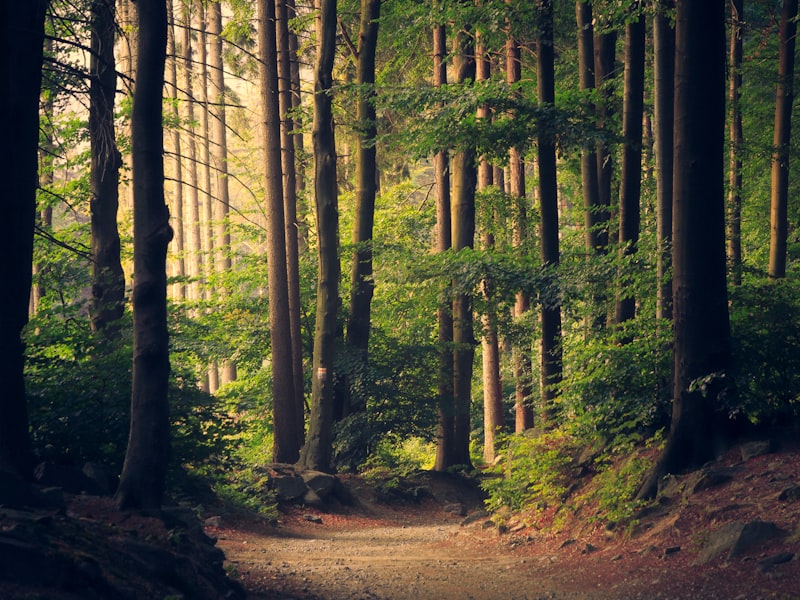 Walking the Noble Eightfold Path